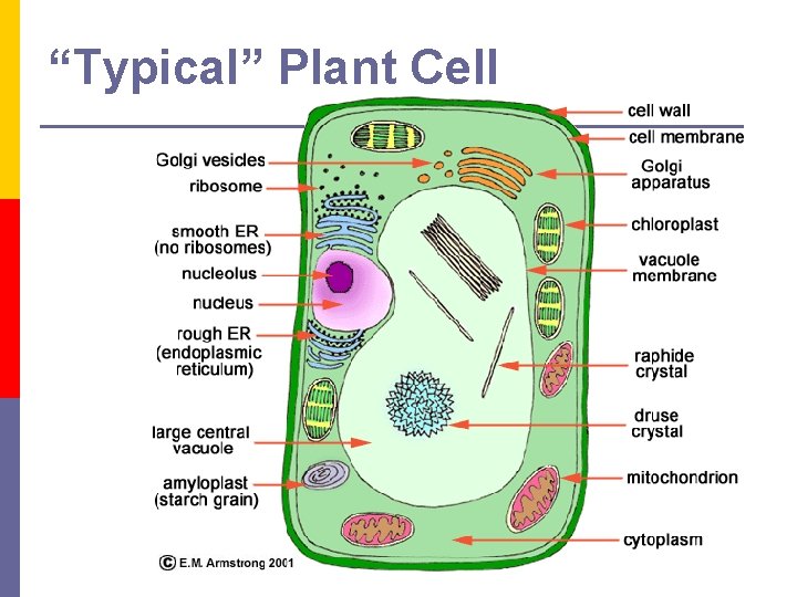 “Typical” Plant Cell 