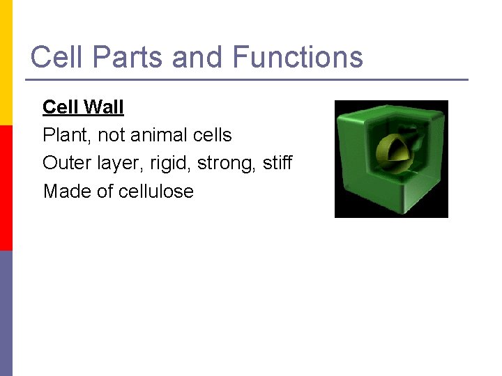 Cell Parts and Functions Cell Wall Plant, not animal cells Outer layer, rigid, strong,