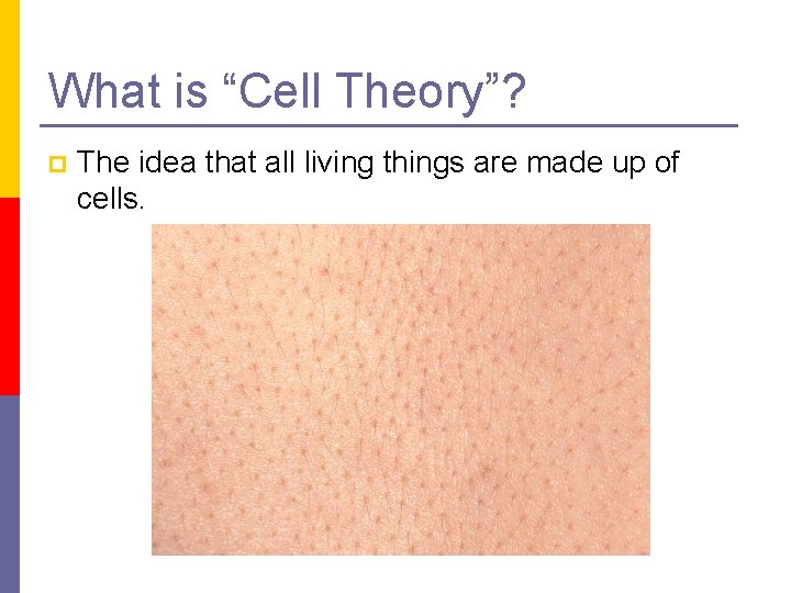 What is “Cell Theory”? p The idea that all living things are made up
