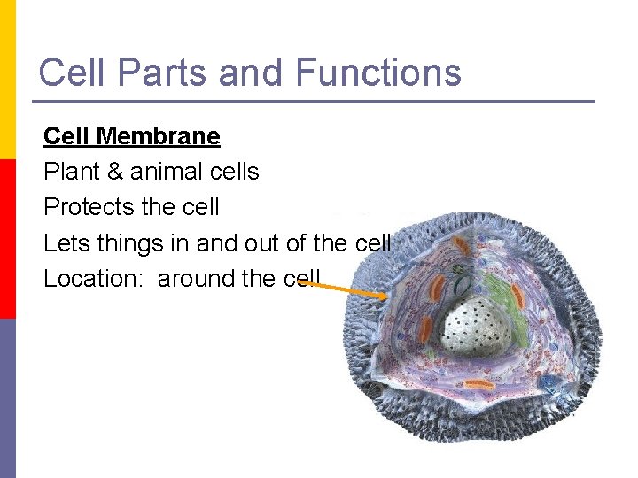 Cell Parts and Functions Cell Membrane Plant & animal cells Protects the cell Lets