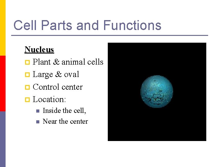 Cell Parts and Functions Nucleus p Plant & animal cells p Large & oval