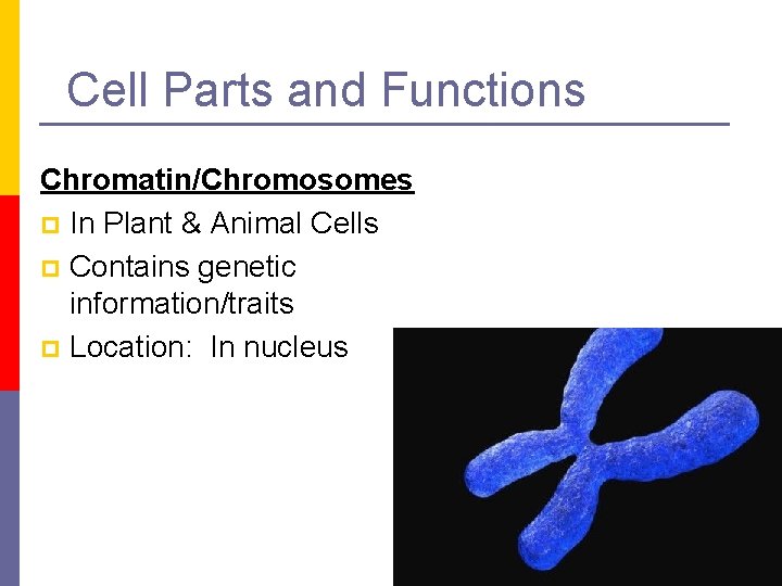 Cell Parts and Functions Chromatin/Chromosomes p In Plant & Animal Cells p Contains genetic
