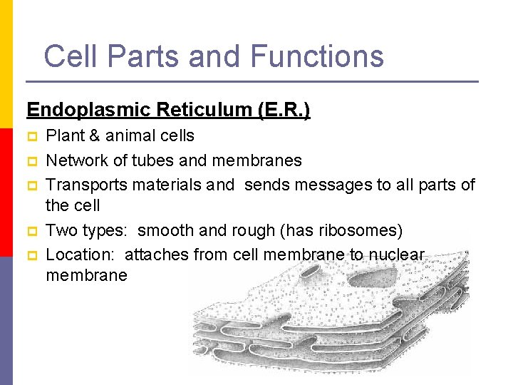 Cell Parts and Functions Endoplasmic Reticulum (E. R. ) p p p Plant &