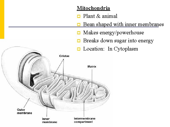 Mitochondria p Plant & animal p Bean shaped with inner membranes p Makes energy/powerhouse