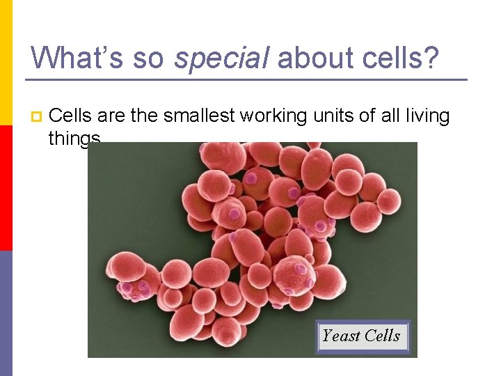 What’s so special about cells? p Cells are the smallest working units of all