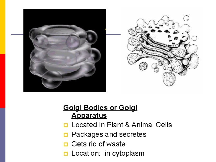 Golgi Bodies or Golgi Apparatus p Located in Plant & Animal Cells p Packages