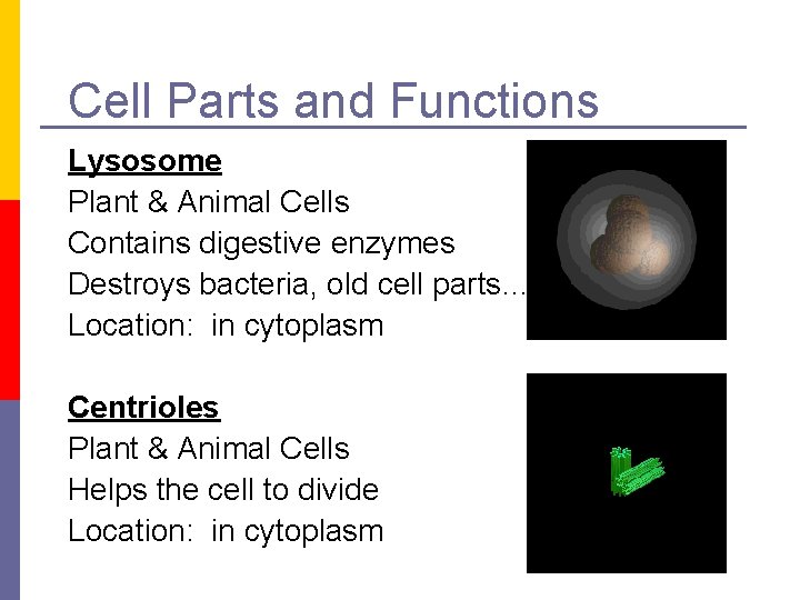 Cell Parts and Functions Lysosome Plant & Animal Cells Contains digestive enzymes Destroys bacteria,
