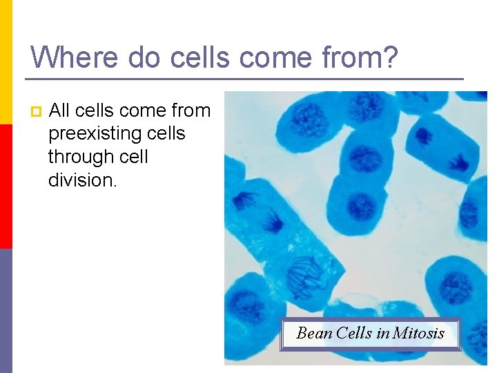 Where do cells come from? p All cells come from preexisting cells through cell