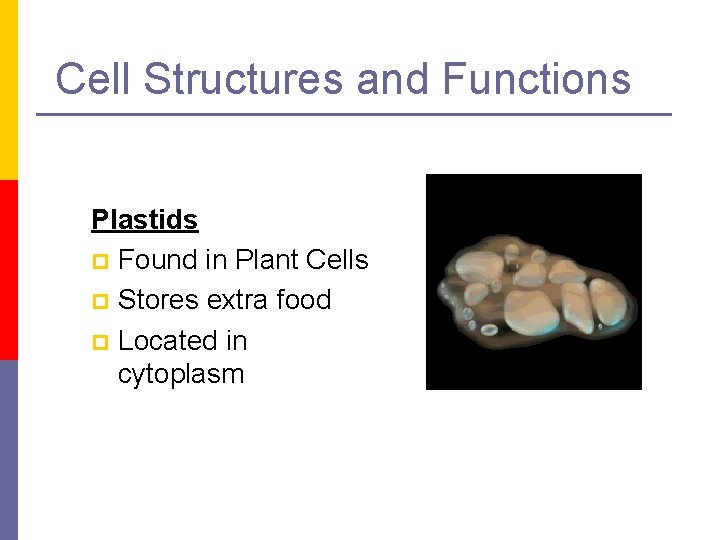 Cell Structures and Functions Plastids p Found in Plant Cells p Stores extra food