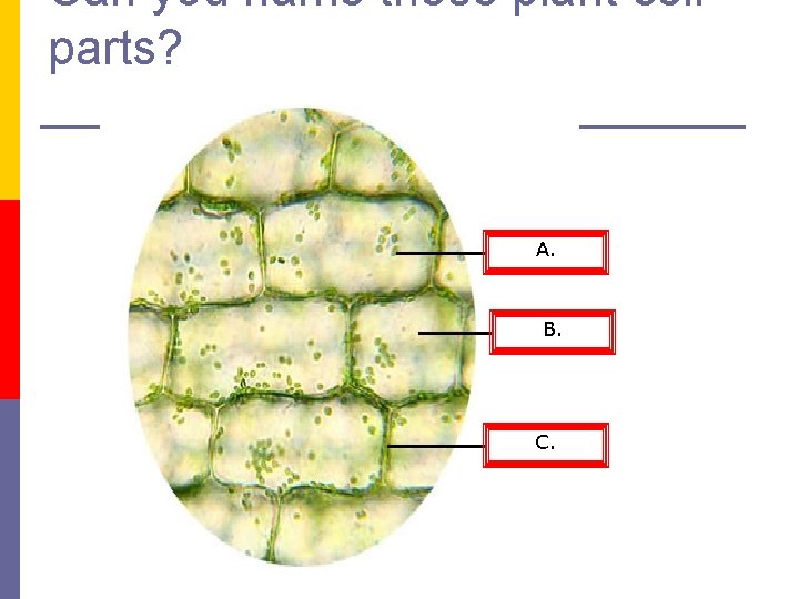 Can you name these plant cell parts? A. B. C. 