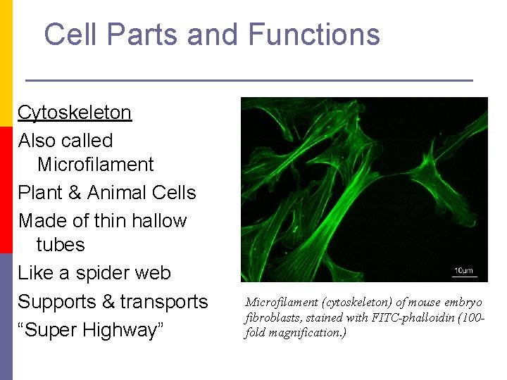 Cell Parts and Functions Cytoskeleton Also called Microfilament Plant & Animal Cells Made of