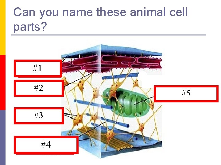 Can you name these animal cell parts? Cell Membrane #1 #2 Rough E. R.