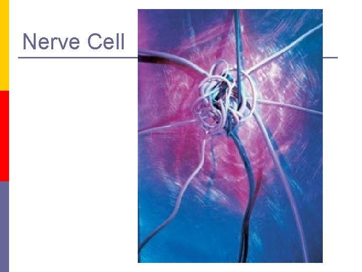 Nerve Cell 