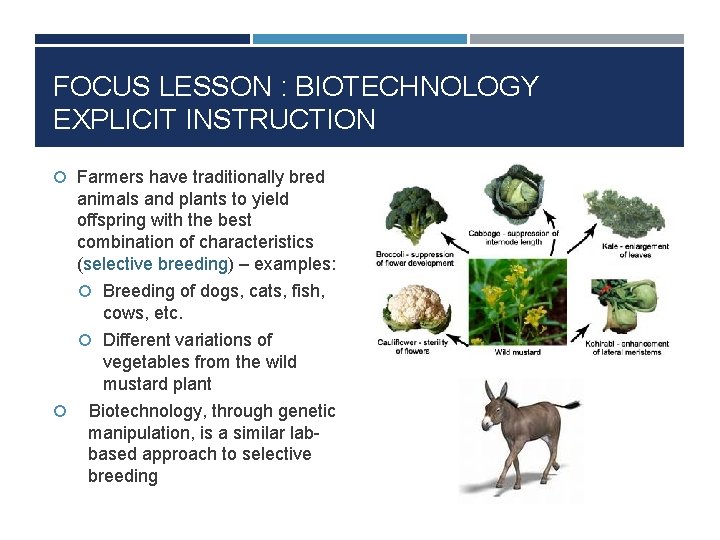 FOCUS LESSON : BIOTECHNOLOGY EXPLICIT INSTRUCTION Farmers have traditionally bred animals and plants to