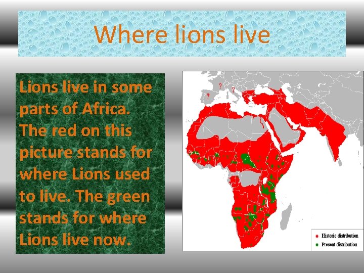 Where lions live Lions live in some parts of Africa. The red on this