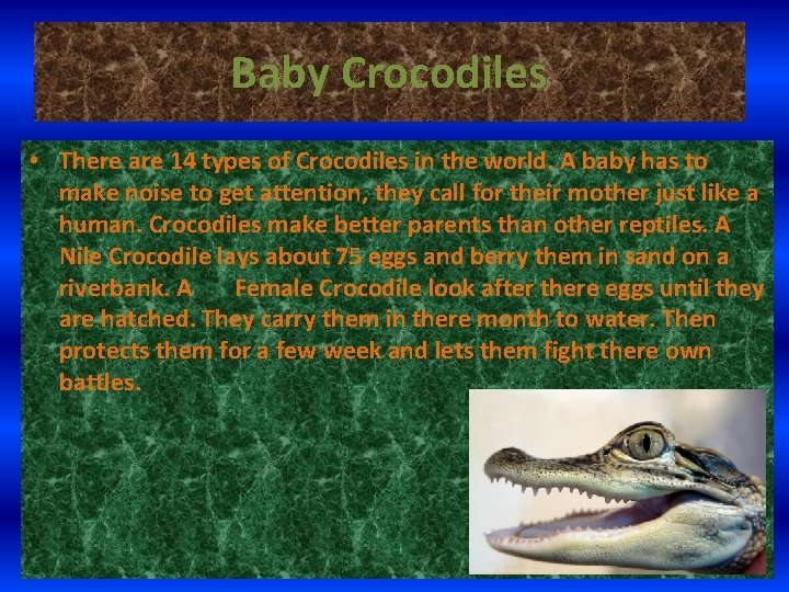 Baby Crocodiles • There are 14 types of Crocodiles in the world. A baby