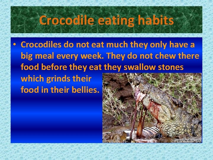 Crocodile eating habits • Crocodiles do not eat much they only have a big