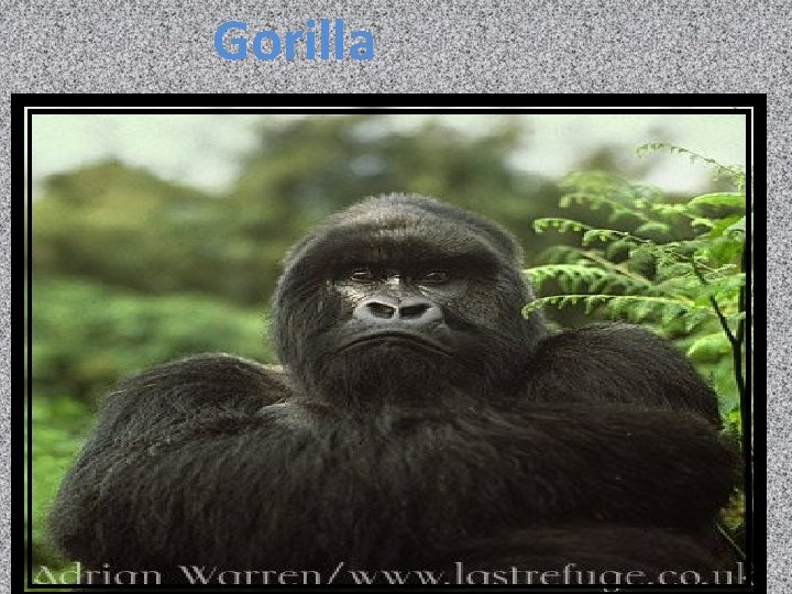 Gorilla 