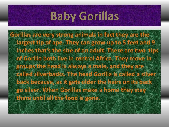 Baby Gorillas are very strong animals in fact they are the largest tip of