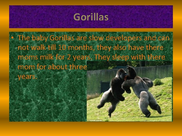 Gorillas • The baby Gorillas are slow developers and can not walk till 10
