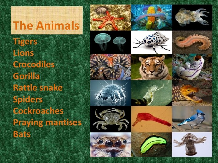 The Animals Tigers Lions Crocodiles Gorilla Rattle snake Spiders Cockroaches Praying mantises Bats 