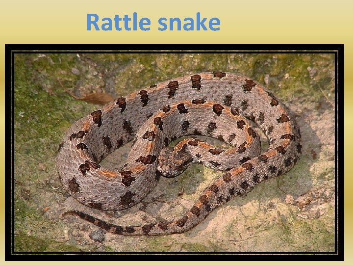 Rattle snake 