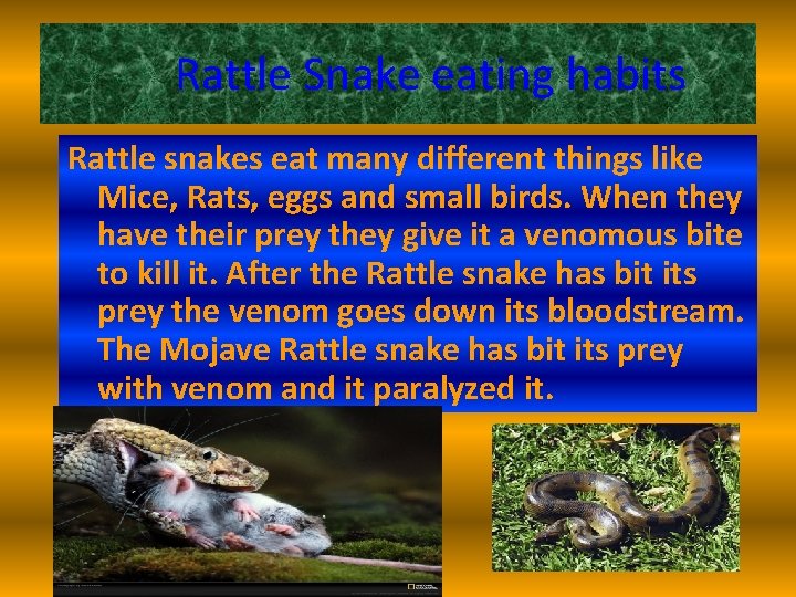 Rattle Snake eating habits Rattle snakes eat many different things like Mice, Rats, eggs