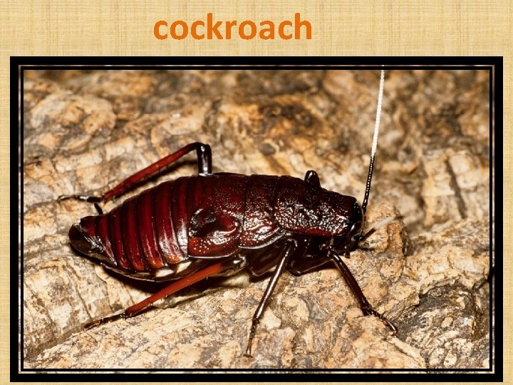 cockroach 