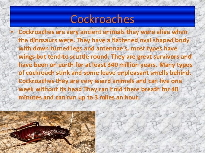 Cockroaches • Cockroaches are very ancient animals they were alive when the dinosaurs were.