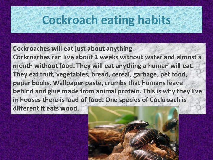 Cockroach eating habits Cockroaches will eat just about anything. Cockroaches can live about 2