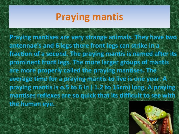 Praying mantises are very strange animals. They have two antennae's and 6 legs there