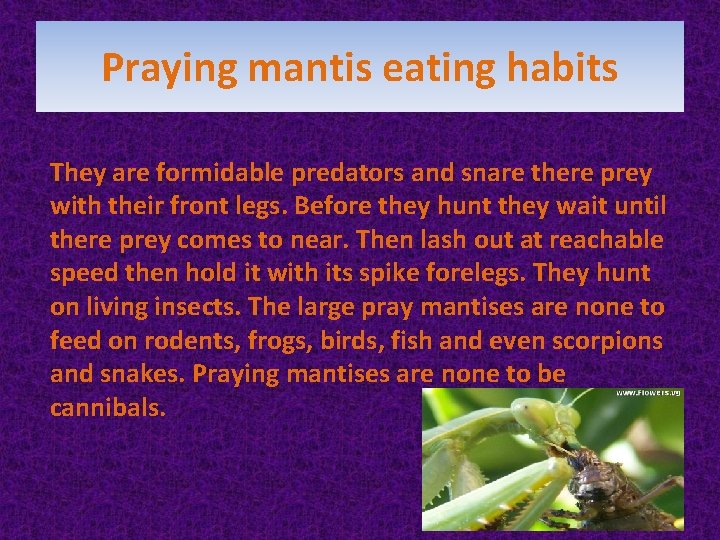 Praying mantis eating habits They are formidable predators and snare there prey with their