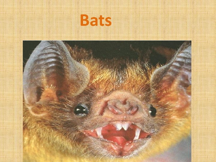 Bats 