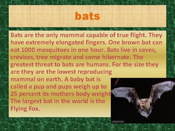 bats Bats are the only mammal capable of true flight. They have extremely elongated