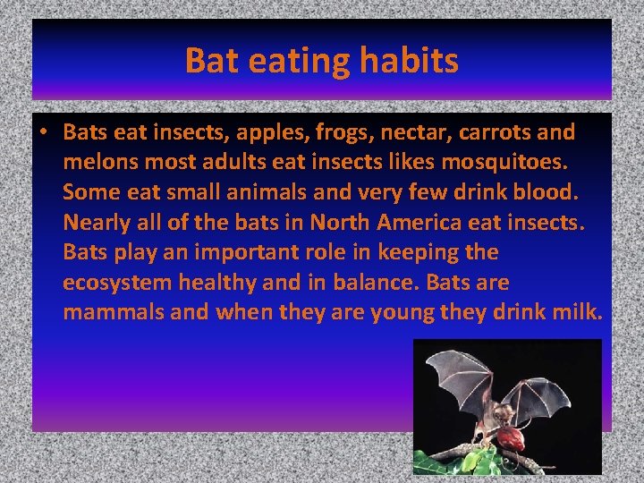 Bat eating habits • Bats eat insects, apples, frogs, nectar, carrots and melons most