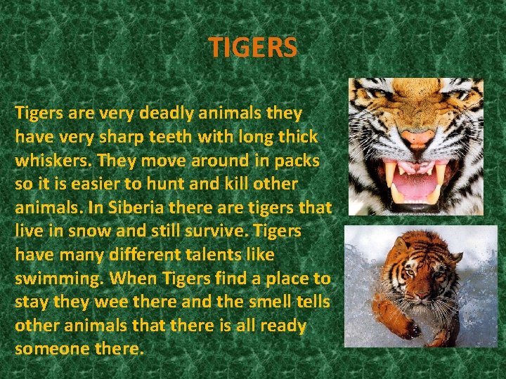 TIGERS Tigers are very deadly animals they have very sharp teeth with long thick