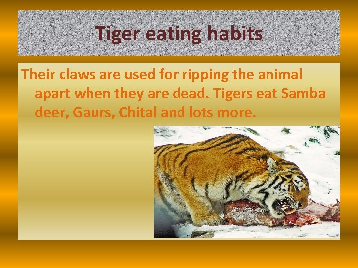 Tiger eating habits Their claws are used for ripping the animal apart when they