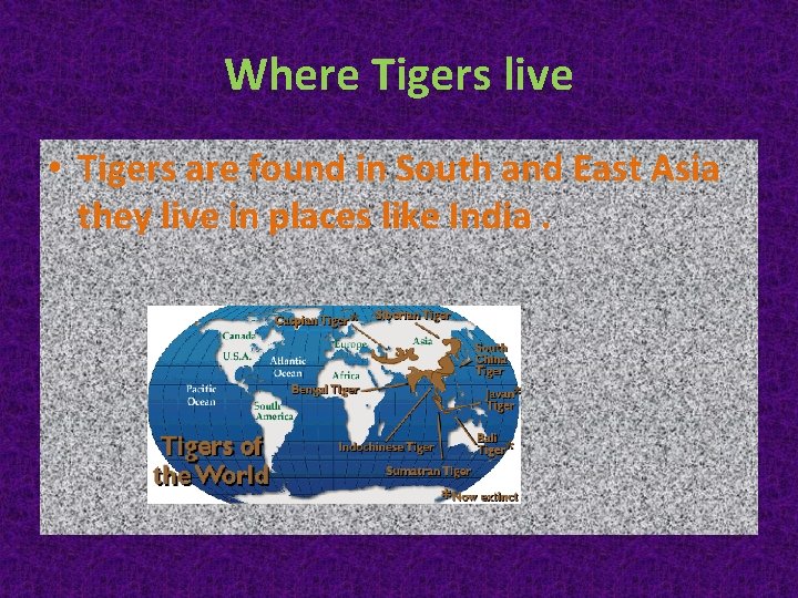 Where Tigers live • Tigers are found in South and East Asia they live