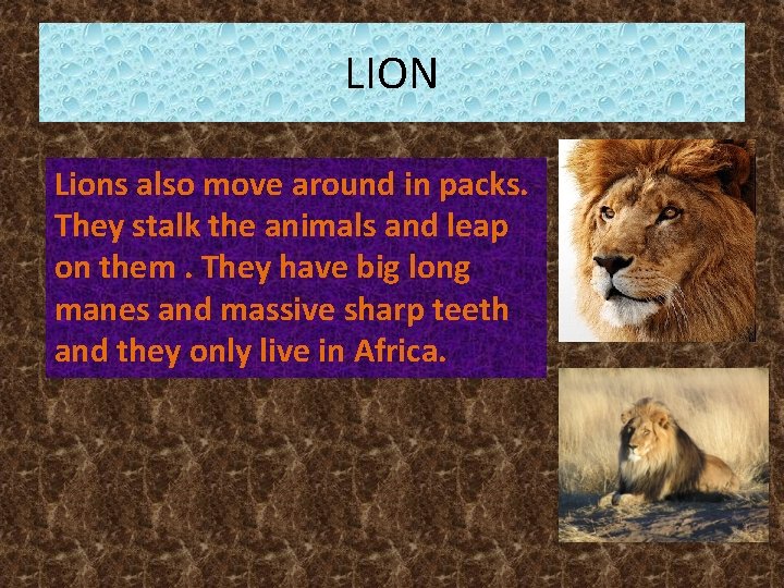 LION Lions also move around in packs. They stalk the animals and leap on