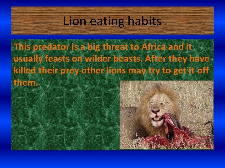 Lion eating habits This predator is a big threat to Africa and it usually