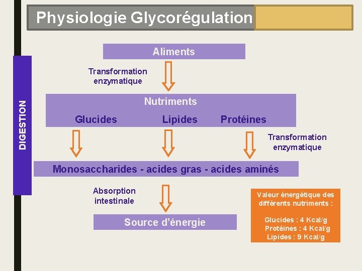 Physiologie Glycorégulation Aliments DIGESTION Transformation enzymatique Nutriments Glucides Lipides Protéines Transformation enzymatique Monosaccharides -