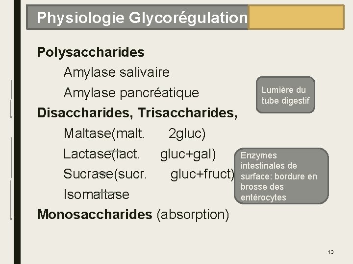 Physiologie Glycorégulation Polysaccharides Amylase salivaire Lumière du Amylase pancréatique tube digestif Disaccharides, Trisaccharides, Maltase(malt.