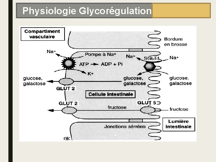 Physiologie Glycorégulation 