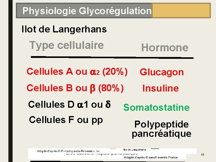 Physiologie Glycorégulation Ilot de Langerhans Anatomo-histologiques Type cellulaire Tête Hormone Queue Corps Cellules A
