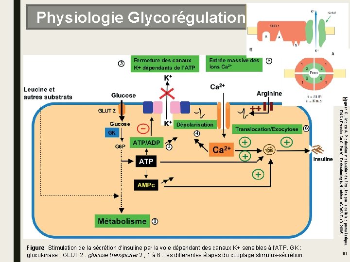 Physiologie Glycorégulation Magnan C. , Ktorza A. Production et sécrétion de l’insuline par la