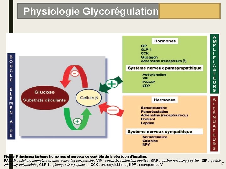 Physiologie Glycorégulation Figure Principaux facteurs humoraux et nerveux de contrôle de la sécrétion d’insuline.