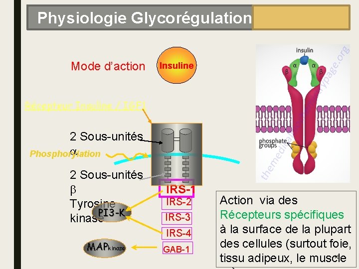 Physiologie Glycorégulation Mode d’action Insuline Récepteur Insuline / IGF 1 2 Sous-unités a Phosphorylation