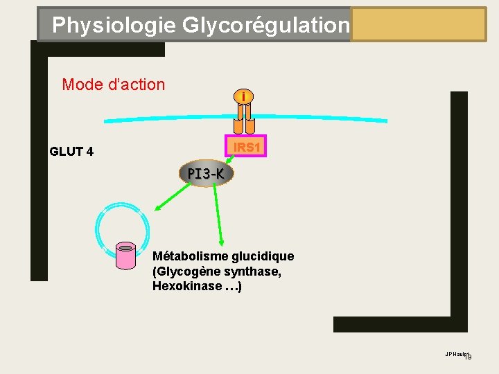 Physiologie Glycorégulation Mode d’action i IRS 1 GLUT 4 PI 3 -K Métabolisme glucidique