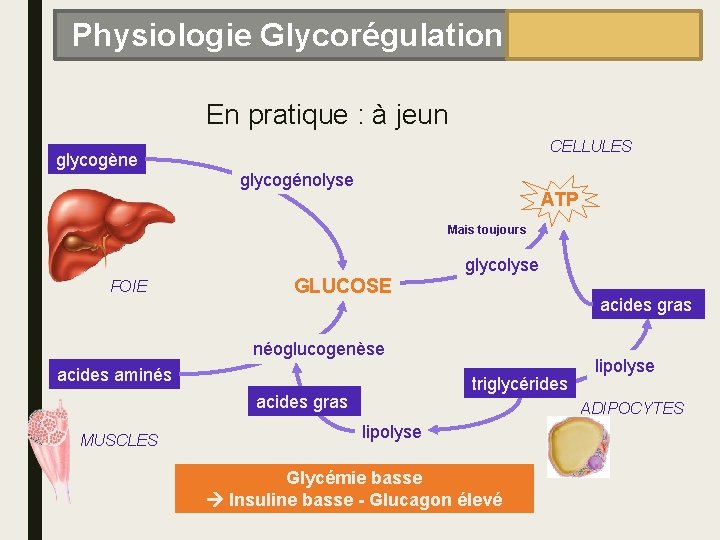 Physiologie Glycorégulation En pratique : à jeun CELLULES glycogène glycogénolyse ATP Mais toujours glycolyse