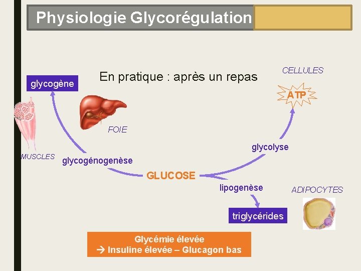 Physiologie Glycorégulation glycogène En pratique : après un repas CELLULES ATP FOIE glycolyse MUSCLES